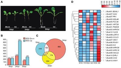 Multiomics analysis of a resistant European turnip ECD04 during clubroot infection reveals key hub genes underlying resistance mechanism